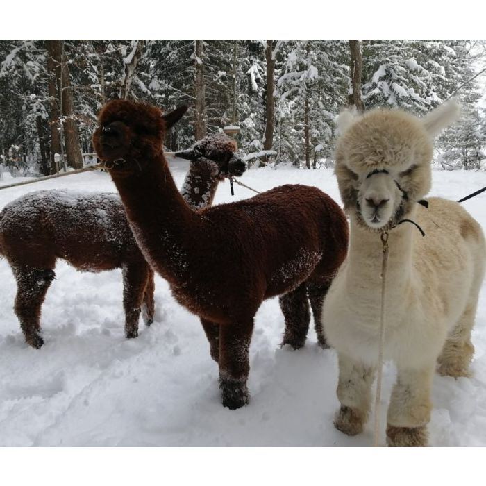 Alpakawanderung durch die Winterlandschaft