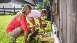 Arbeiten und Mithelfen am Bauernhof und auf der Alm