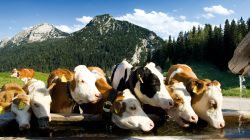 Natürlich urlauben im BioParadies SalzburgerLand