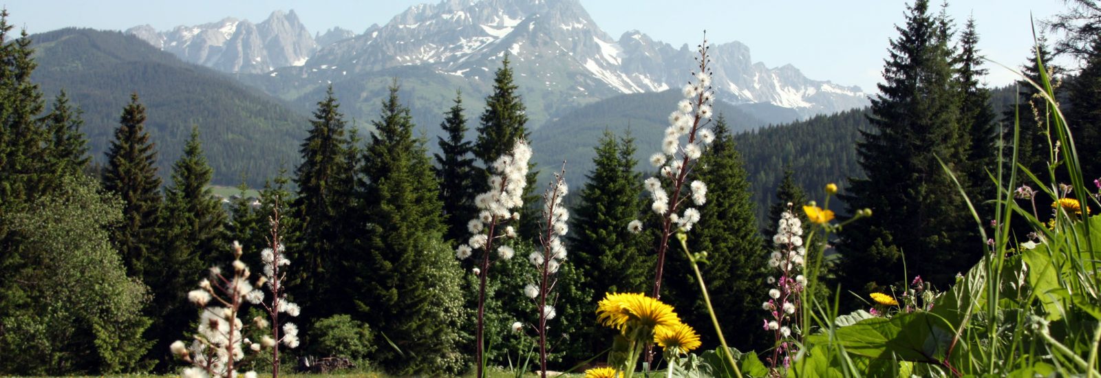 Bischofsmütze im Frühling