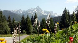 Ein romantischer Tag im Salzburger Almsommer