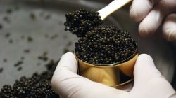 Kulinarik exklusiv – Echter Kaviar aus Salzburg