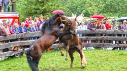 Zwei Pferde bäumen sich auf und stoßen in einem grasbewachsenen Pferch zusammen, während eine Menschenmenge hinter einem Holzzaun zusieht.