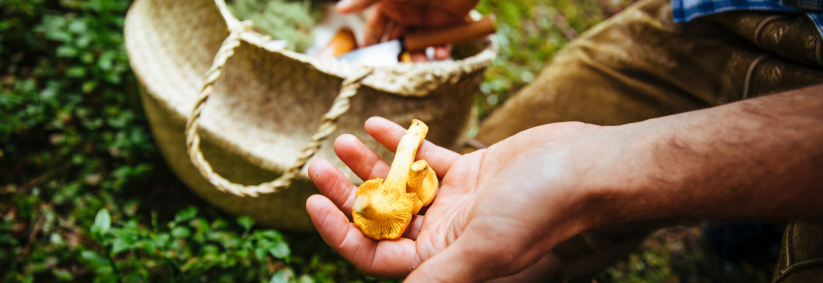 Eine Person mit gelben Pilzen und einem geflochtenen Korb auf grünem Waldboden.