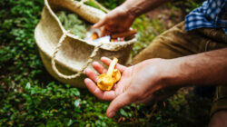Eine Person mit gelben Pilzen und einem geflochtenen Korb auf grünem Waldboden.