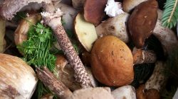 Eine Nahaufnahme von verschiedenen Waldpilzen mit frischen grünen Kräutern und Tannennadeln.