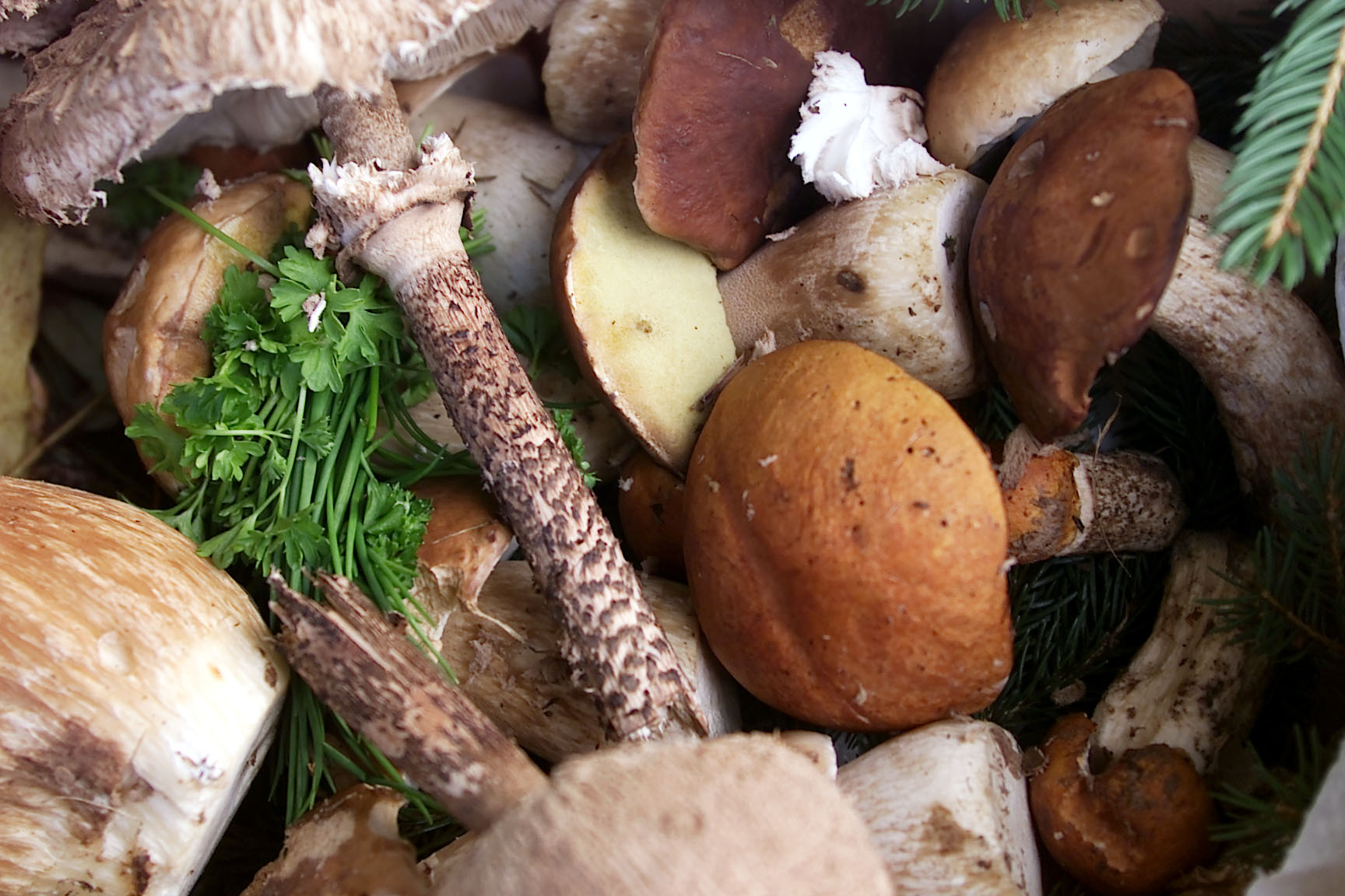 Eine Nahaufnahme von verschiedenen Waldpilzen mit frischen grünen Kräutern und Tannennadeln.