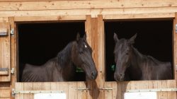 Reitferien in den Family SalzburgerLand Hotels