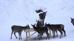 Mahlzeit für Reh und Hirsch!