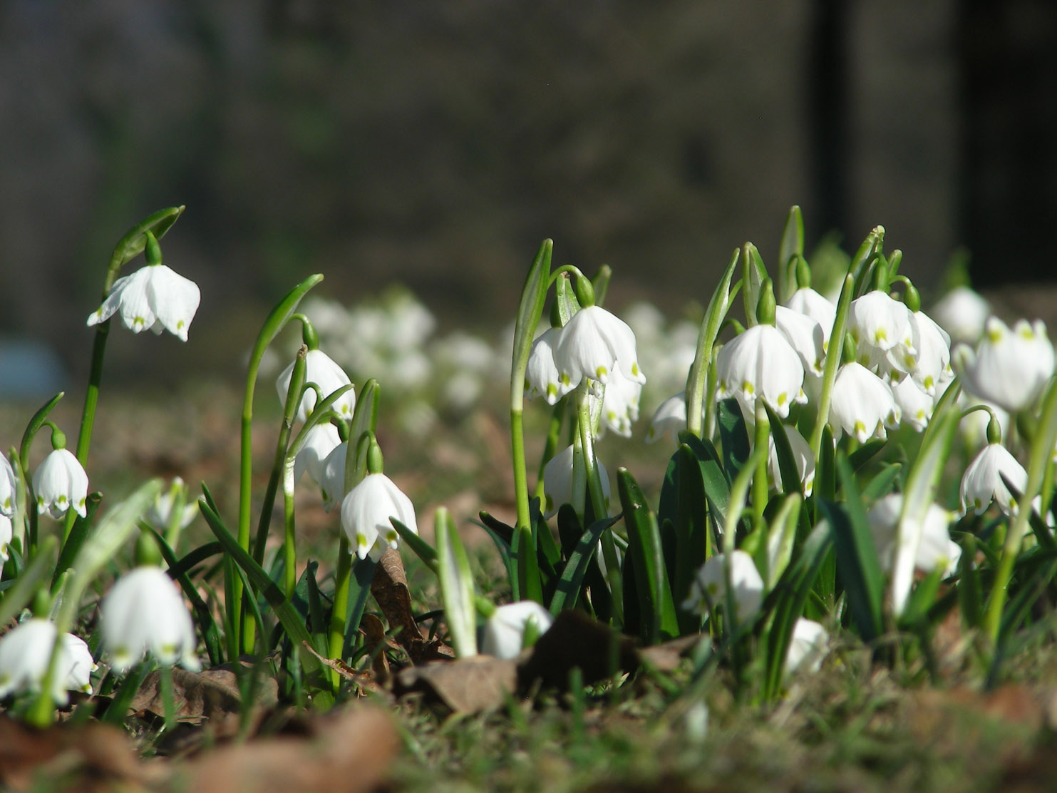 Fruehlingskontenblumen