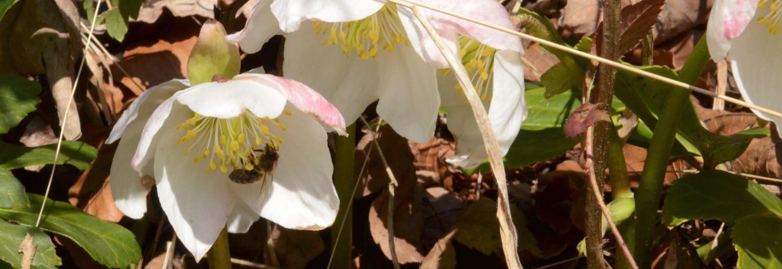 Schneerose von Bienen besucht