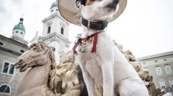 Festspiele der Hunde in Salzburg