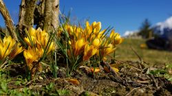 Frühlingserwachen im SalzburgerLand