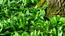 Die besten Bärlauchrezepte