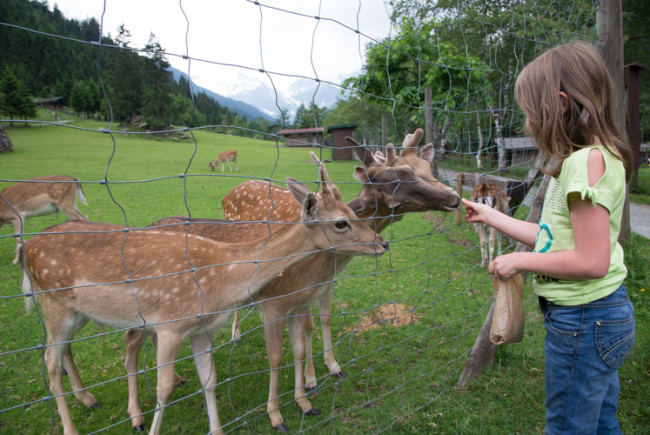 Sika- und Damwild lässt sich gern von den kleinen Rangern füttern. 