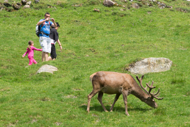 Wenn der Hirsch zum Fotomodel wird.