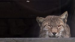 Wildtierpfleger für einen Tag