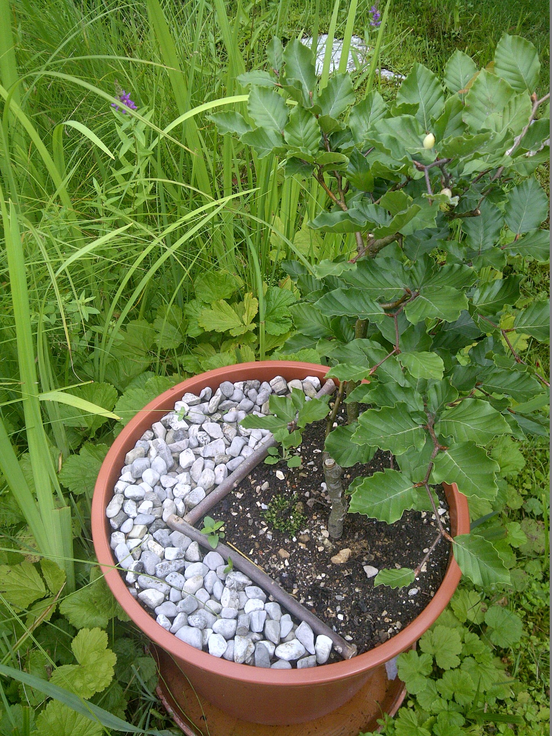 Die Natur achten und sie ins rechte Licht rücken - so wird aus einem Eichensetzling im Gut Aich ein kleines Kunstwerk.