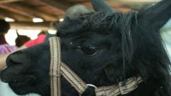 Lamatrekking in Kaprun