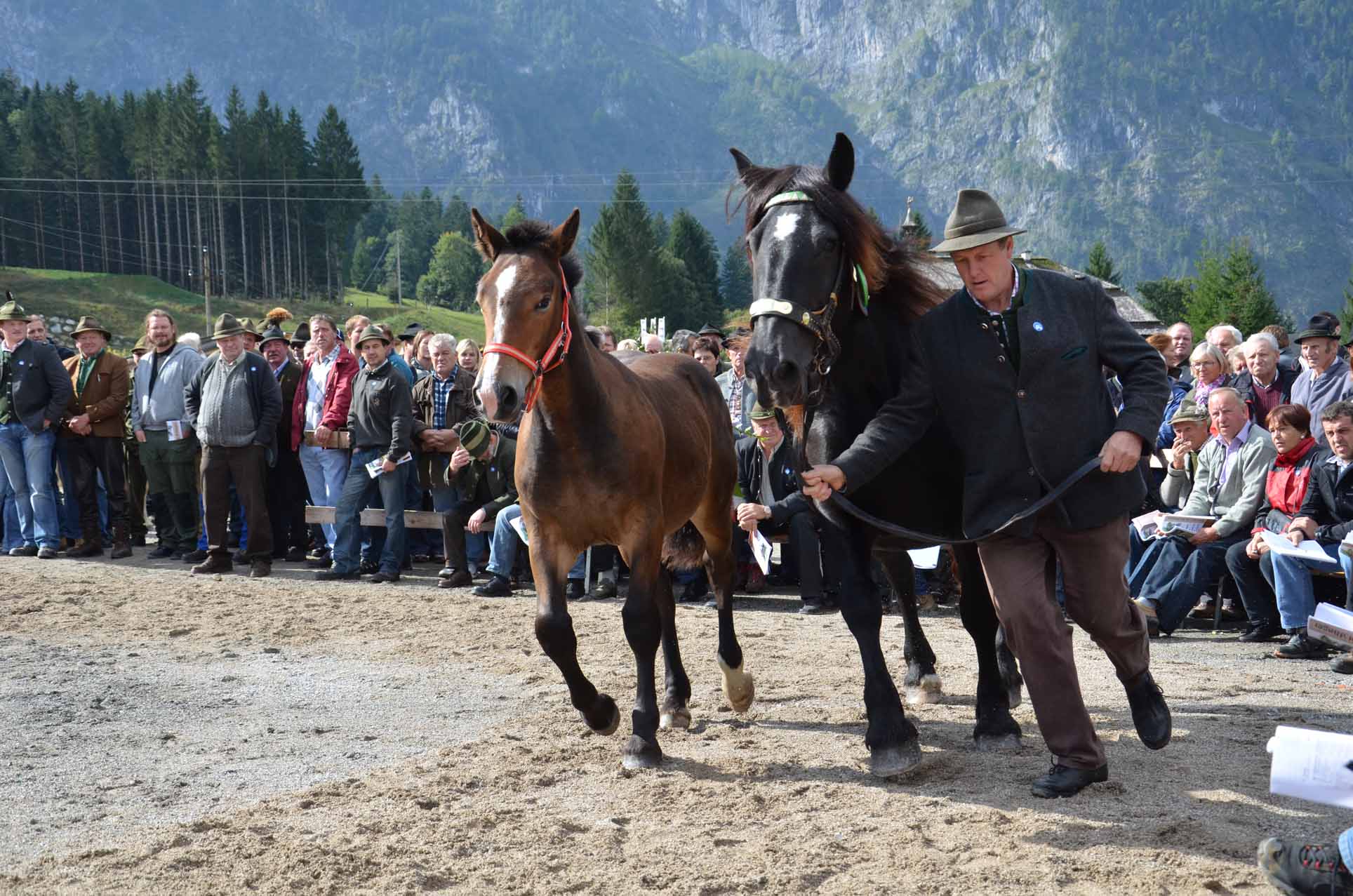 Fohlen mit Stute