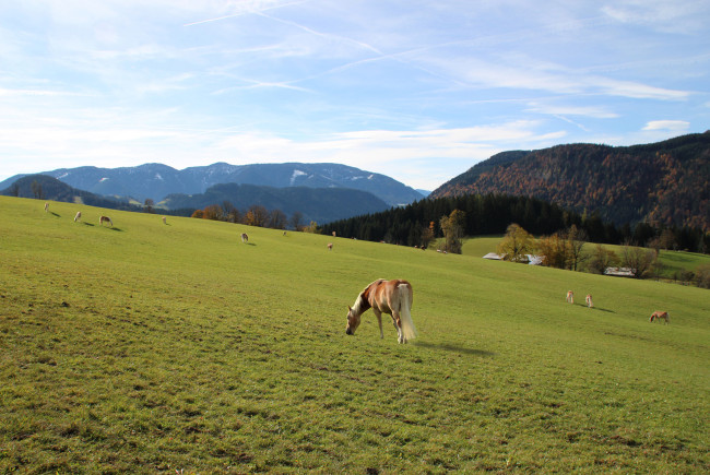 Im Winterquartier auf dem Winterstellgut: die Haflinger 