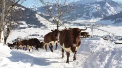 „Auf da Alm – Im Himmel auf Erden“