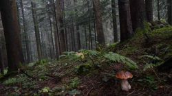 Ein brauner Pilz wächst auf einem moosbewachsenen Waldboden, umgeben von hohen Bäumen und grünem Laub.