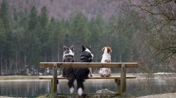 Unterwegs mit Hund im Bluntautal