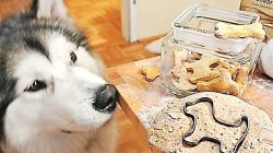 Leckerlis für Hunde selber backen