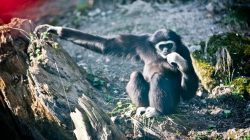 Tierische Reise durch den Salzburger Zoo