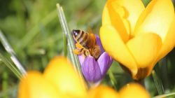 Frühlingimpressionen aus dem SalzburgerLand