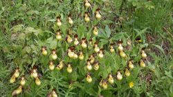 Wilde Schönheiten in Wald und Wiese