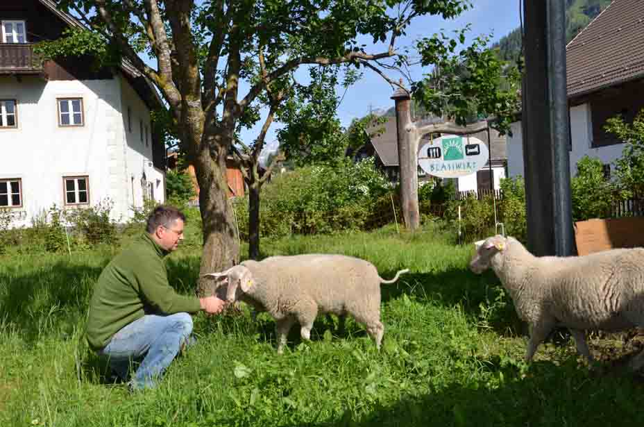 Wirt und Bauer Hannes Mayr begrüßt seine Schafe