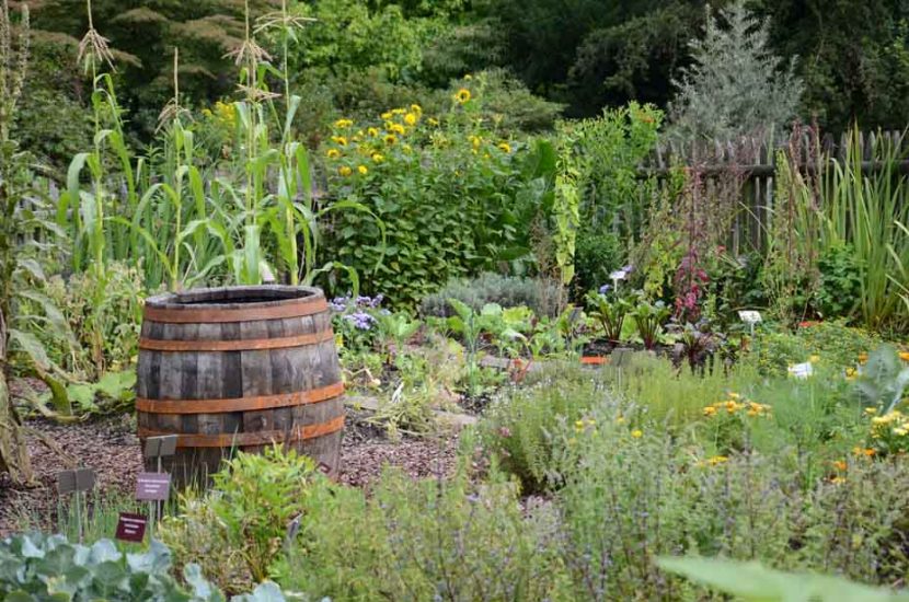 Pflanzenwelten auf kleinem Raum | SalzburgerLand Magazin