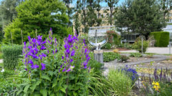 Botanischer Garten Salzburg