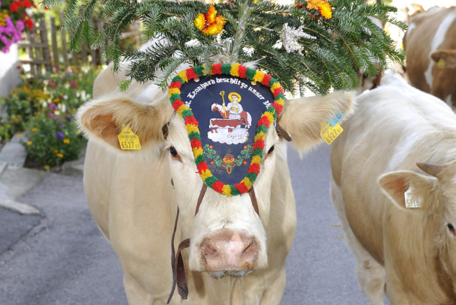 Almabtrieb beim Hiaslerbauer in St. Michael im Lungaueine aufgekranzte Kuh