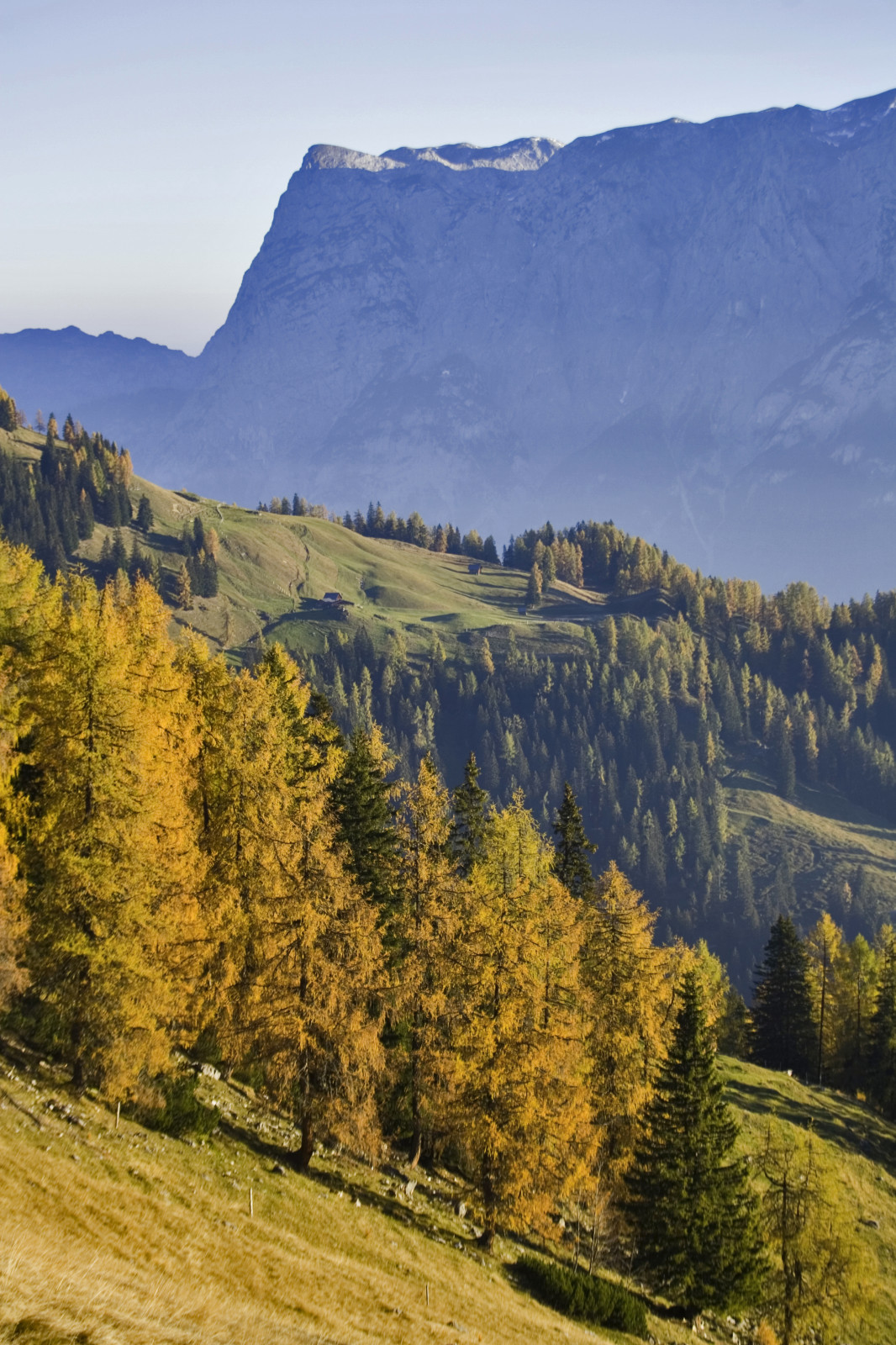 Die Lärchenwälder leuchten in Gold- und Brauntönen. © Heiko Mandl