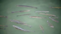 Angelglück am Anglerteich