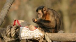 Tierische Weihnachten im Zoo Salzburg
