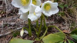 Rosa Blütenglöckchen und weiße Schneerosen