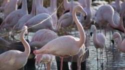 Flamingos & Co in Leopoldskron