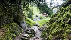 Felsiger Waldweg mit moosbewachsenen Steinen und Bäumen, der zu einer kleinen Holzhütte in der Ferne führt.
