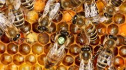 Auf den Spuren der Bienen in Seeham