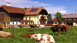 Biorind aus dem SalzburgerLand