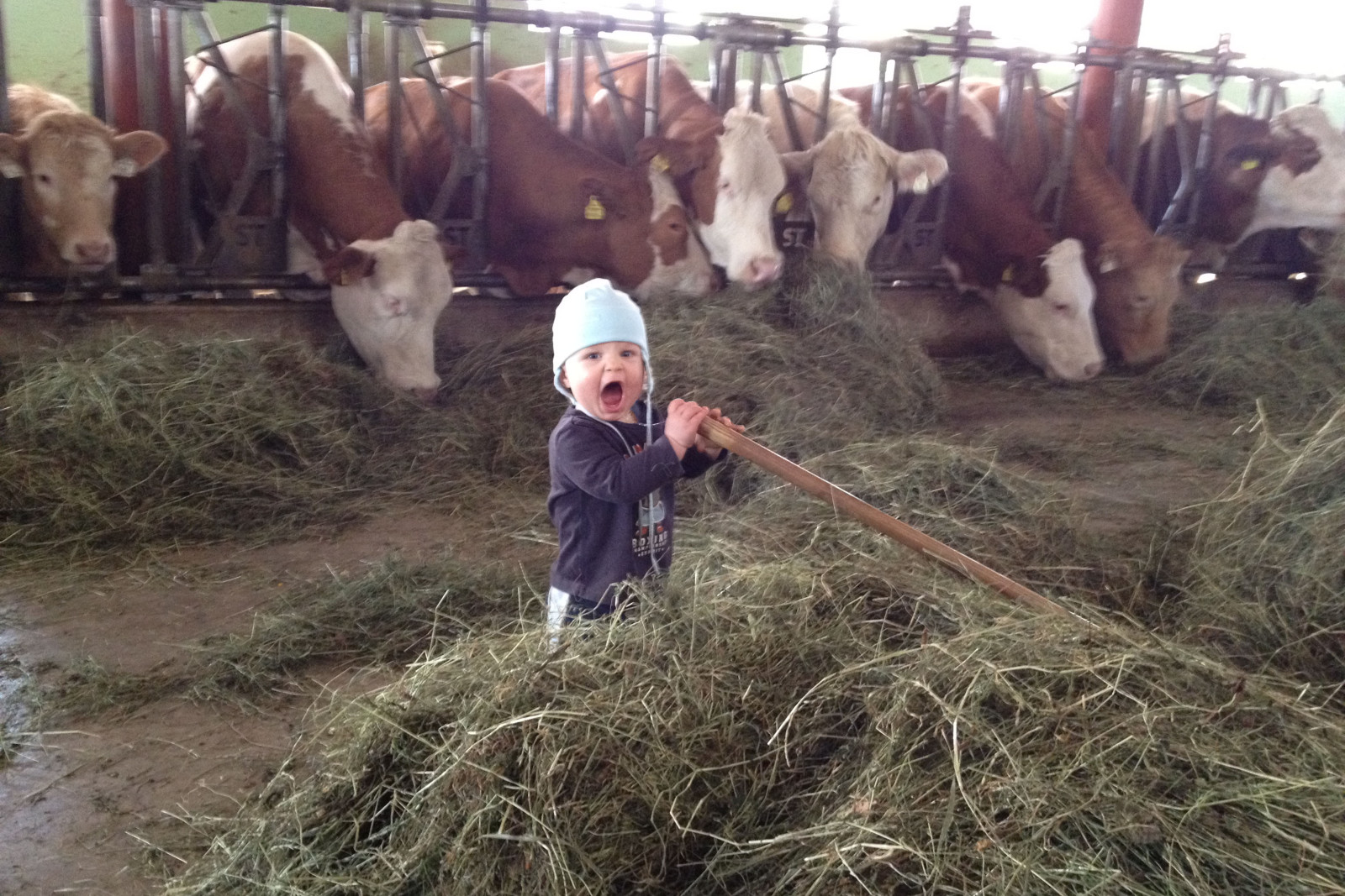 Ein kleines Kind mit einem blauen Hut hält eine Harke vor Kühen, die in einem Stall Heu fressen.