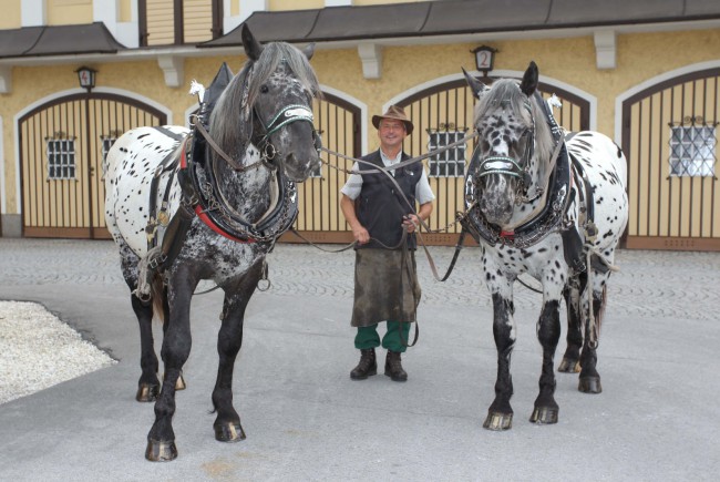 neue, jungeNoriker bei der Stiegl Brauerei Salzburg 27.08.2010 Foto Fran Neumayr/SB