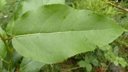 Die Lungauer Balsampappel