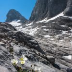 ©CoenWeesjes_Gletscher-Hahnenfuß