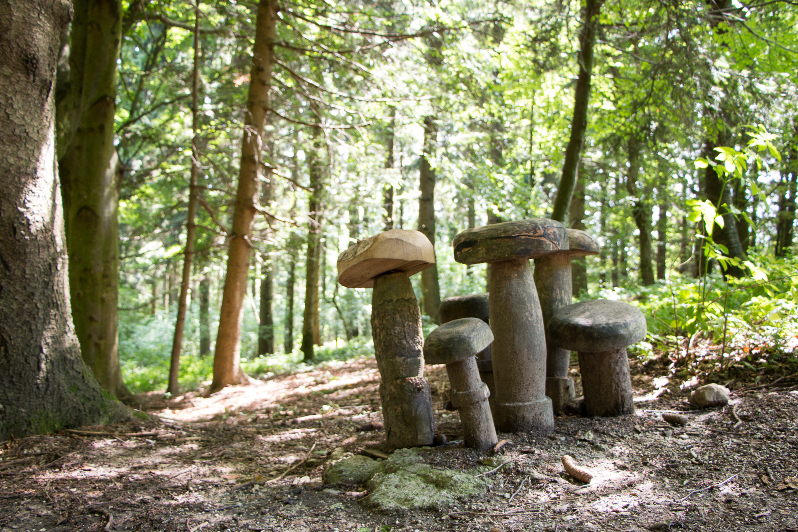 Im Wald gibt es viel zu entdecken!