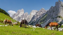 Rund um die Bischofsmütze